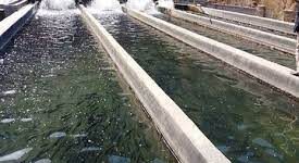 استفاده از منابع آبی خرد راهکار توسعه پرورش ماهی در اصفهان