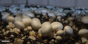 تولید سالانه ۵۵۰ تن قارچ در واحد پرورش وردشت سمیرم