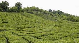 مزارع چای روستای سطلسر در قلب لاهیجان